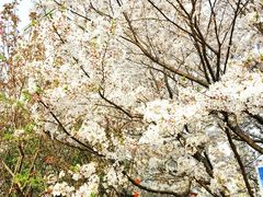 -杨高南路(地铁站)