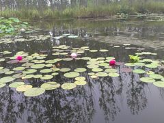-微山湖红荷湿地景区