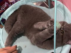 -Husky Go! 哈士奇体验馆·宠物咖啡厅狗咖