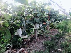 -马陆小张葡萄园农家乐