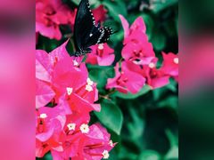 -福建鲤鱼洲酒店