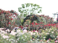 -上海辰山植物园