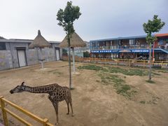 -西霞口神雕山野生动物世界