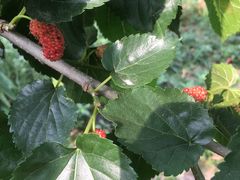 -花山蓝莓采摘园