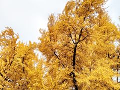 -四川大学(望江校区)