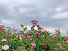-尚贤河湿地
