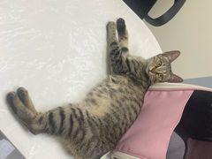 -中农国际动物医院24小时·猫科·骨科·急重症中心