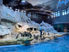 -帝企鹅自助餐厅•儿童岛•真企鹅(长隆企鹅酒店)