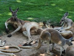 -西霞口神雕山野生动物世界