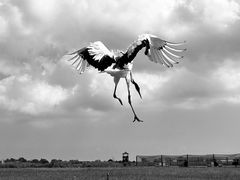 -盐城丹顶鹤湿地生态旅游区