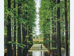 -渌洋湖湿地公园