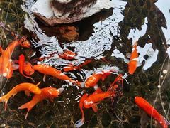 -尺山寸水日料(马桥满天星店)