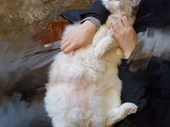 -猫猫幼稚园·撸猫·桌游·电玩