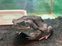 -上海大自然野生昆虫馆