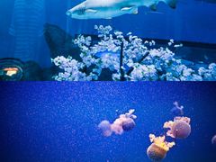 -海合安武汉极地海洋公园