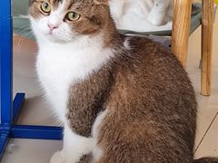 -平行世界·猫咖(首经贸店)