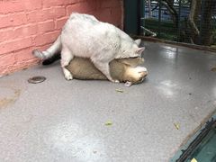 -喵屿·大理花园猫咖