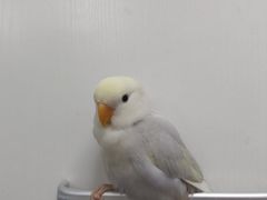 -瑞派·关忠动物医院·异宠专科·犬猫肿瘤·皮肤专科(望京店)