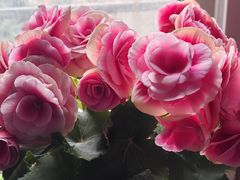 -循礼门鲜花花市(武汉循礼门店)