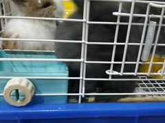 -圣宠宠物(平吉花卉市场店)