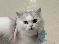 -共舞时光猫咖·狗咖(新街口店)