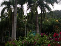 -西双版纳原始森林公园