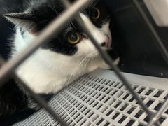 -爱侣宠医·鹦鹉专科·小型哺乳类·异宠专科(灵石路店)