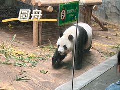 -深圳野生动物园