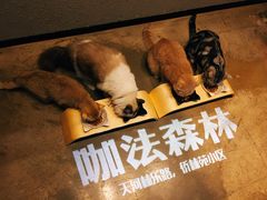 -咖法森林·咖啡  酒吧(天河店)