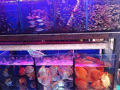 iphone_upload_pic-清平路水族市场