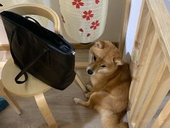 -柴迷FANS CLUB·柴犬狗咖·猫咖