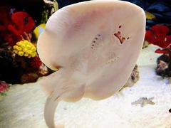 -上海海洋水族馆