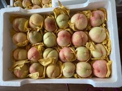 -南汇新场正宗水蜜桃采摘