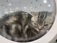 -中农大我爱我爱动物医院·核磁CT·猫病·24小时夜诊中心(石佛营店)