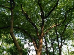 -徐家汇源景区-衡山公园