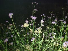 -大塘金香草谷