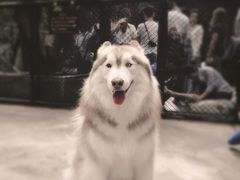 -TrueLove @ Neverland (Husky Cafe)