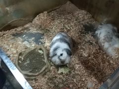 -上海大自然野生昆虫馆(东方明珠·爬宠昆虫探索中心)