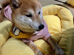 -逗柴咖啡屋·狗咖猫咖宠物桌游