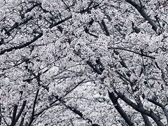 -高东镇樱花园