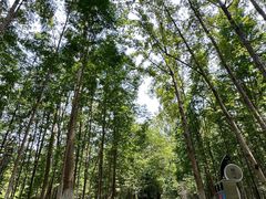 -桤木河湿地公园