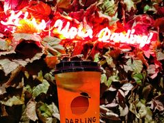 -Darling Queen·Mini·Live·House