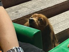 -清真王强炸串
