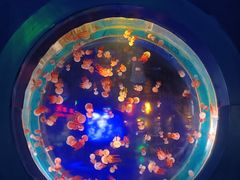 -太平洋海底世界