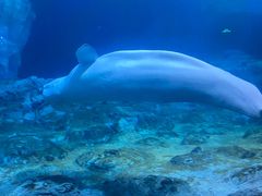 -珠海长隆海洋王国
