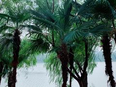 -金银湖国家城市湿地公园