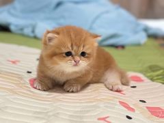 -珠海悠米米努特矮脚猫舍