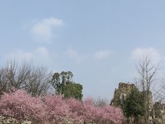 -秀丽东方