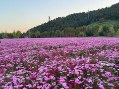 -径山花海