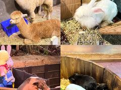 -正佳雨林生态植物园